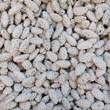 Qandolat yeryog'oq 1 kg